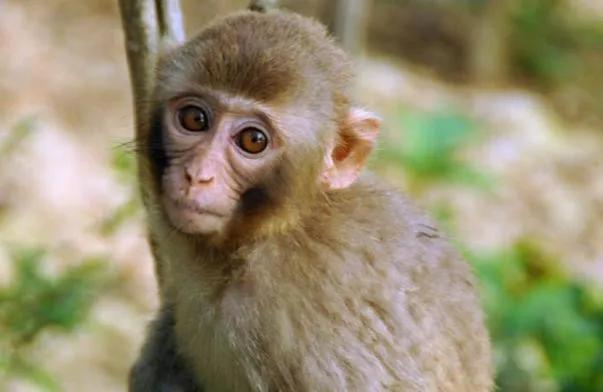 八零年猴一生命中注定 八零年猴命运运程