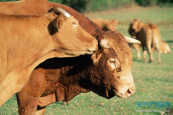 生肖属牛的2021年10月事业运 属牛人2021年10月事业运势