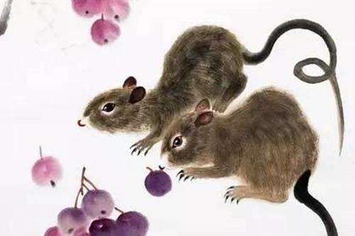2020鼠年2月生肖属鼠和生肖属鼠可以结婚吗 2020鼠年生肖属鼠的感情运势