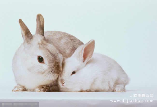 2020鼠年生肖属兔人的感情运如何 生肖兔婚姻会幸福吗