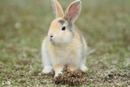 生肖兔最苦出生月份 属兔出生苦月是二月