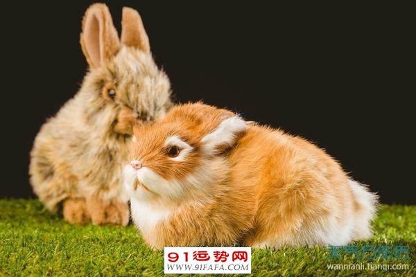 2021年属兔的人10月吉祥数字有哪些 10月属兔的幸运数字