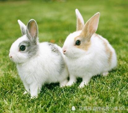 87年属兔的婚姻与命运 87年属兔之人的婚姻