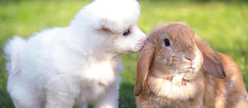 属兔和属狗婚姻走向怎么样 狗和兔婚后幸福吗　　