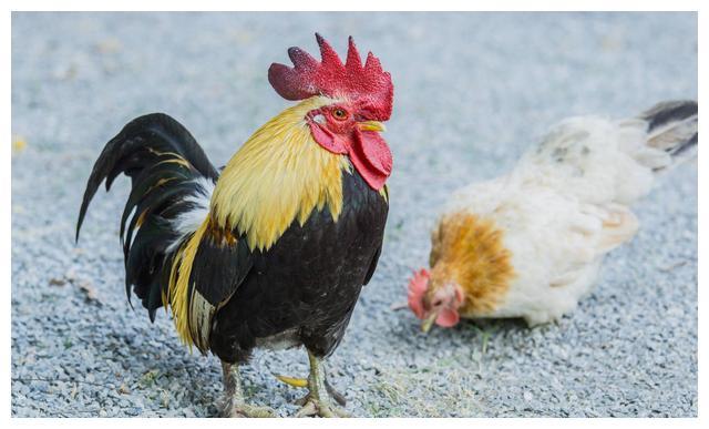 2022年4月属鸡的财运发展如何 2022年4月属鸡的财运发展