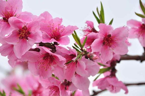 桃花的寓意和象征风水 桃花的寓意风水