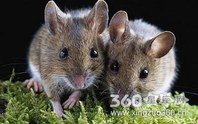 2020年出生的属鼠的宝宝跟生肖兔会相合吗 属鼠人和鼠兔人性格