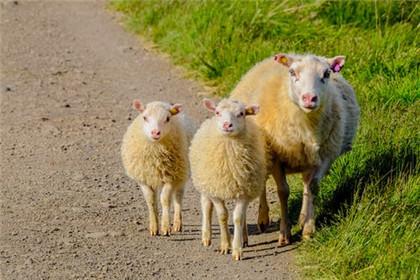 鼠和羊相配婚姻如何能走到最后吗 老鼠和羊相配婚姻如何