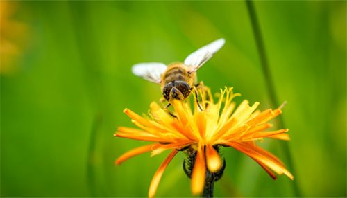 梦到蜜蜂是什么意思 梦到蜜蜂是什么意思和寓意的好坏：