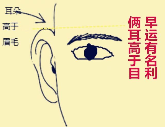 耳高于眉的面相解说 耳高于眉毛的人努力积极