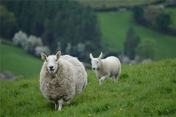 1967年属羊人的运程 属相羊人的运程