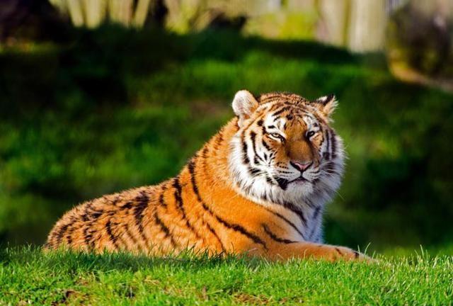 属虎的今年多大 1、属虎的今年多大？