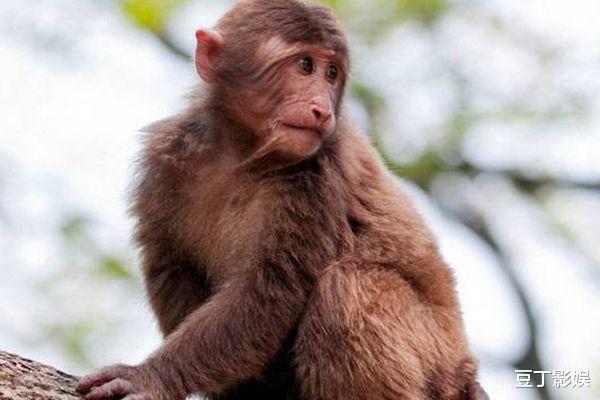 水猴的人性格与运势如何 　　水猴人出生的年份