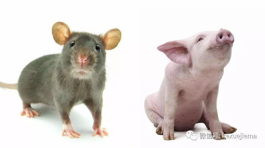 猪和鼠在一起对谁不利 鼠和猪思想不同