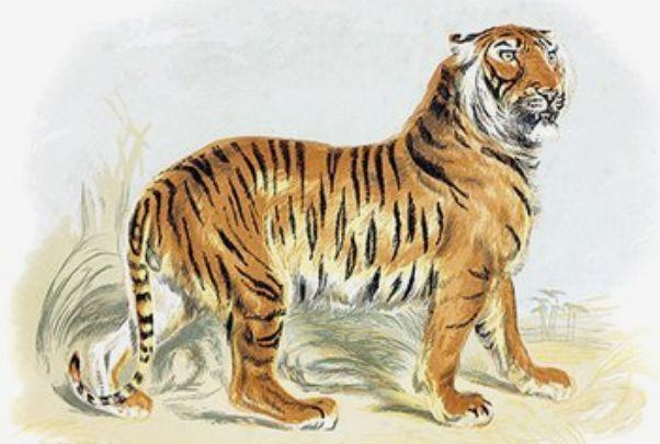 虎年是哪几年生的 生肖虎出生的年份