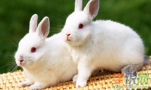属兔的和什么属相最配 一、属兔的和属猴的是最好相处的一对