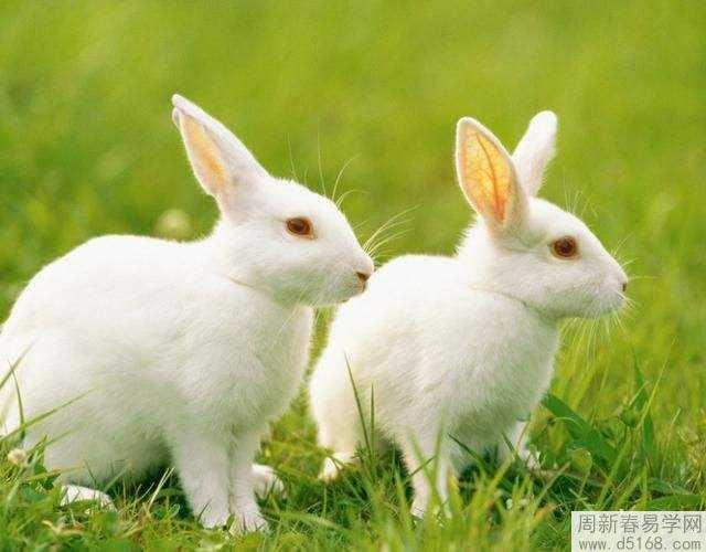 1999年兔命里缺啥 99年生属兔人命里缺什么