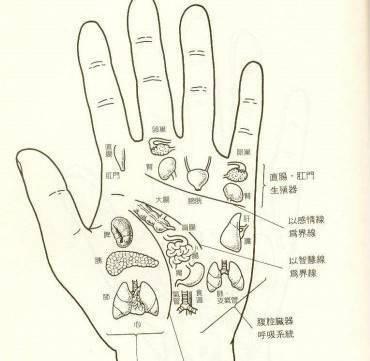手掌各部位代表什么内脏 　　手掌各部位代表的内脏和含义：
