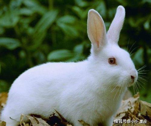 农历几月出生的兔命最好 农历四月出生