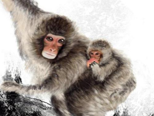 1956年巳时出生的生肖属猴人是什么命 属猴人1956年出生命运：