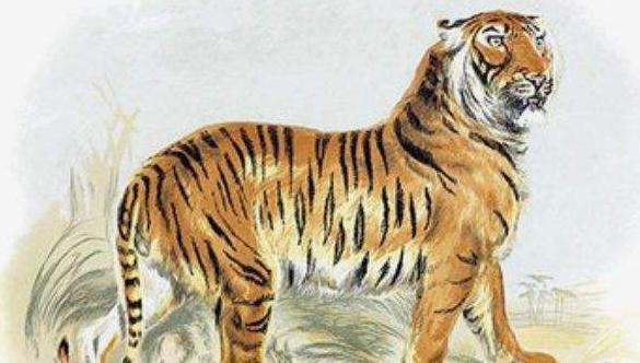 2022年的虎是属于什么命 2022年属虎人性格分析