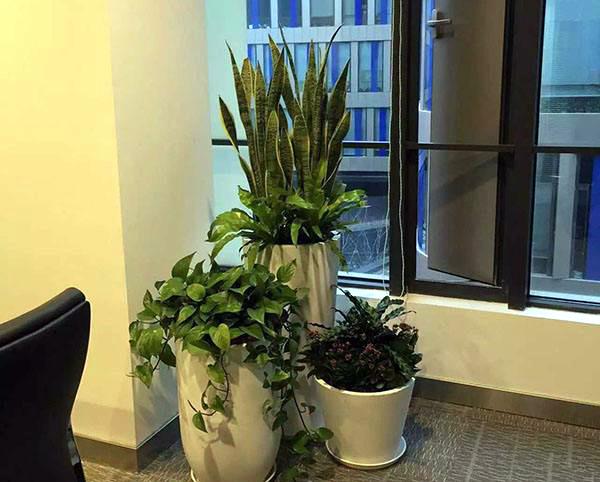 办公室植物摆放风水讲究 　　一、以阔叶长青植物为主