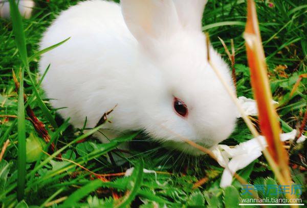 2021辛丑年九月属兔人健康运好吗 属兔人在21年九月中的健康运势
