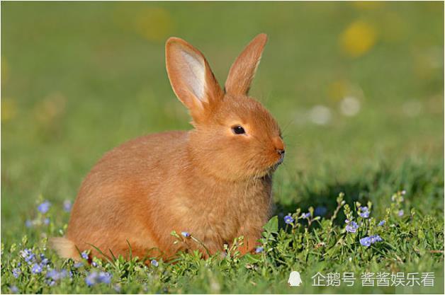 87年子时出生的兔子 1987年子时出生的生肖属兔人命好吗