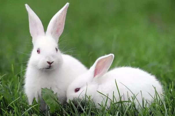 属兔的和什么属相最配？和萌萌哒的兔子一起生活一定很幸福吧？ 一、属兔的和什么属相最配?