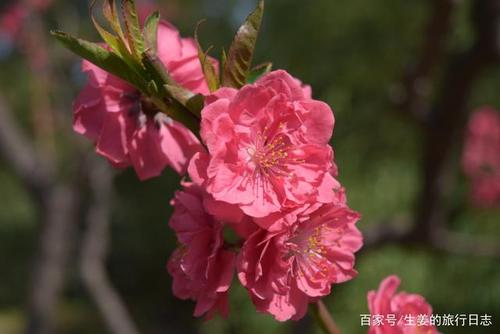 招桃花的花一般用哪种花 最招桃花植物介绍