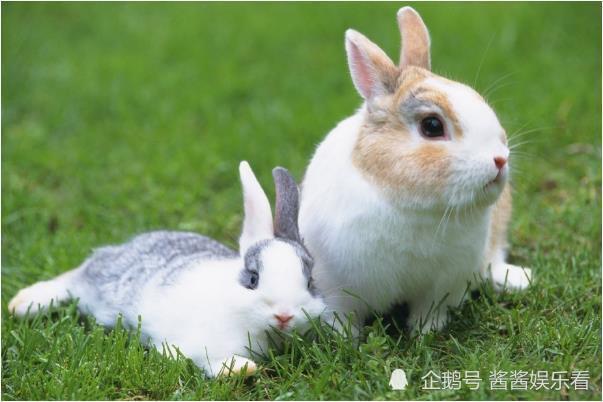 87属兔的一生财运 属兔生于1987年财运