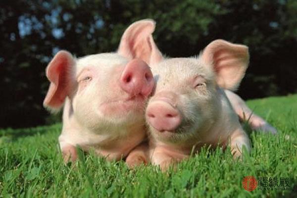 属猪的优点与缺点很明显 一、属猪的优点是心地善良乐于助人