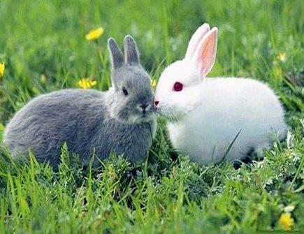 属兔和什么属相配比较好 一、属兔的男性和什么属相的女性配
