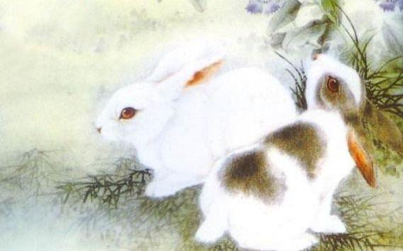 属兔的和什么属相相克 一、属兔的属相解析