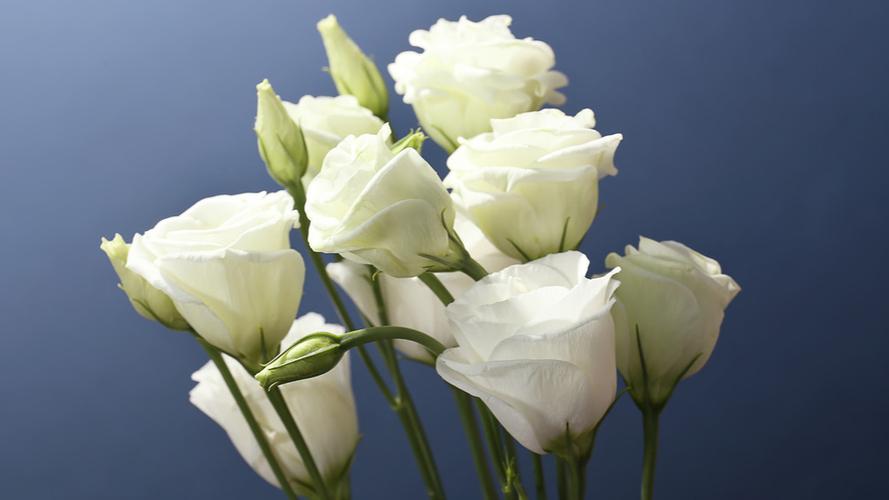 桔梗花的花语象征着爱情 一、桔梗花的花语代表着永恒的爱