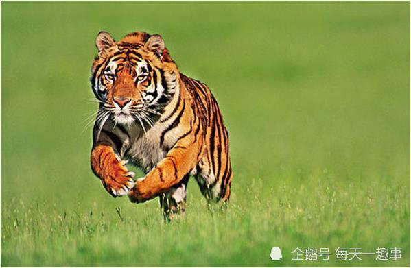 2010年属虎的今年多大了 2022年出生在10年的虎多大