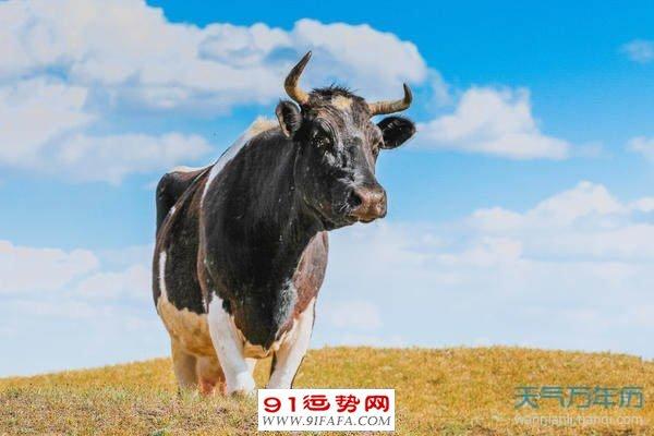牛年注册公司名称 属牛的在哪个领域最有发展