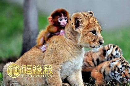 虎和猴的幸福夫妻吗 属虎人和属猴人的婚姻速配：凶