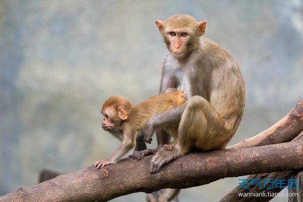 2004甲申年属猴的人2021年运势 2004年出生的猴在2021年的感情运