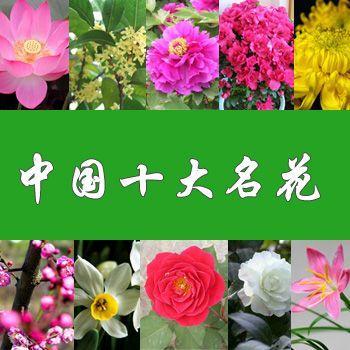 2018年中国十大名花及花语 中国十大名花相关推荐：