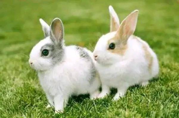 2020年生肖属兔的幸运颜色和幸福数字 2020年生肖兔整体运势