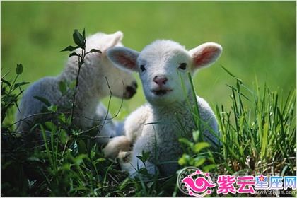 属羊的属相婚配表：男女羊配天造地设 属羊的最佳配偶