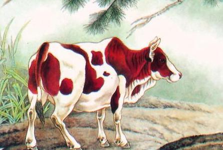 1949年午时出生的生肖属牛人是什么命 ​1949年属牛的是什么命