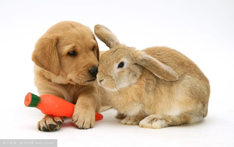 为什么兔和狗才是一对 生肖兔和狗婚姻相配吗