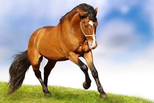 在1978年出生的43岁属马的2021年财运如何 属马的2021年财运如何