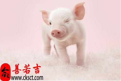 2022年10月生肖猪开业吉日是哪几天 2022年公历十月属猪者开业吉日