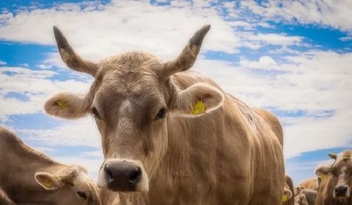2021年是牛年本命年 2021本命年生肖属牛的年份有哪些