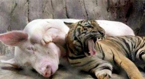 猪和虎在一起事业旺吗 性格合吗