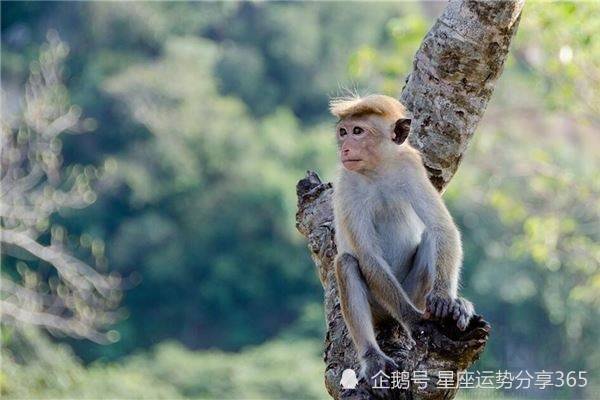1980庚申年属猴的人2021年运势 1980年出生的属猴人在今年的感情运
