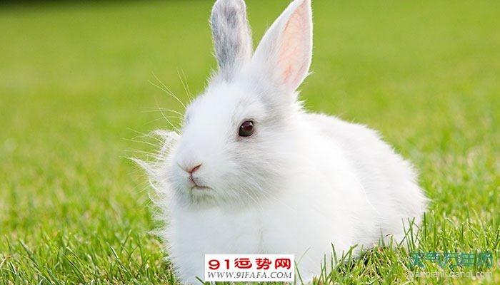 99年属兔的今年多大岁数 生于99年肖兔者今年几岁